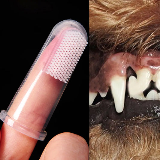 La Brosse à Dents pour Chien