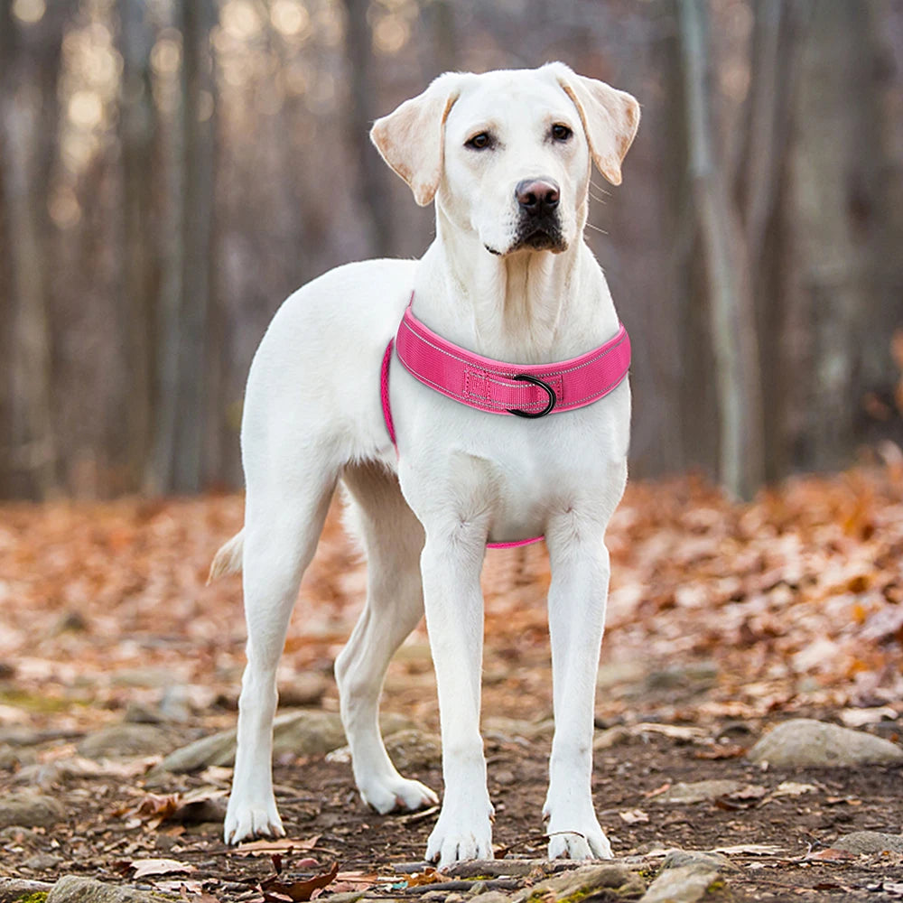 Harnais pour chien sans traction