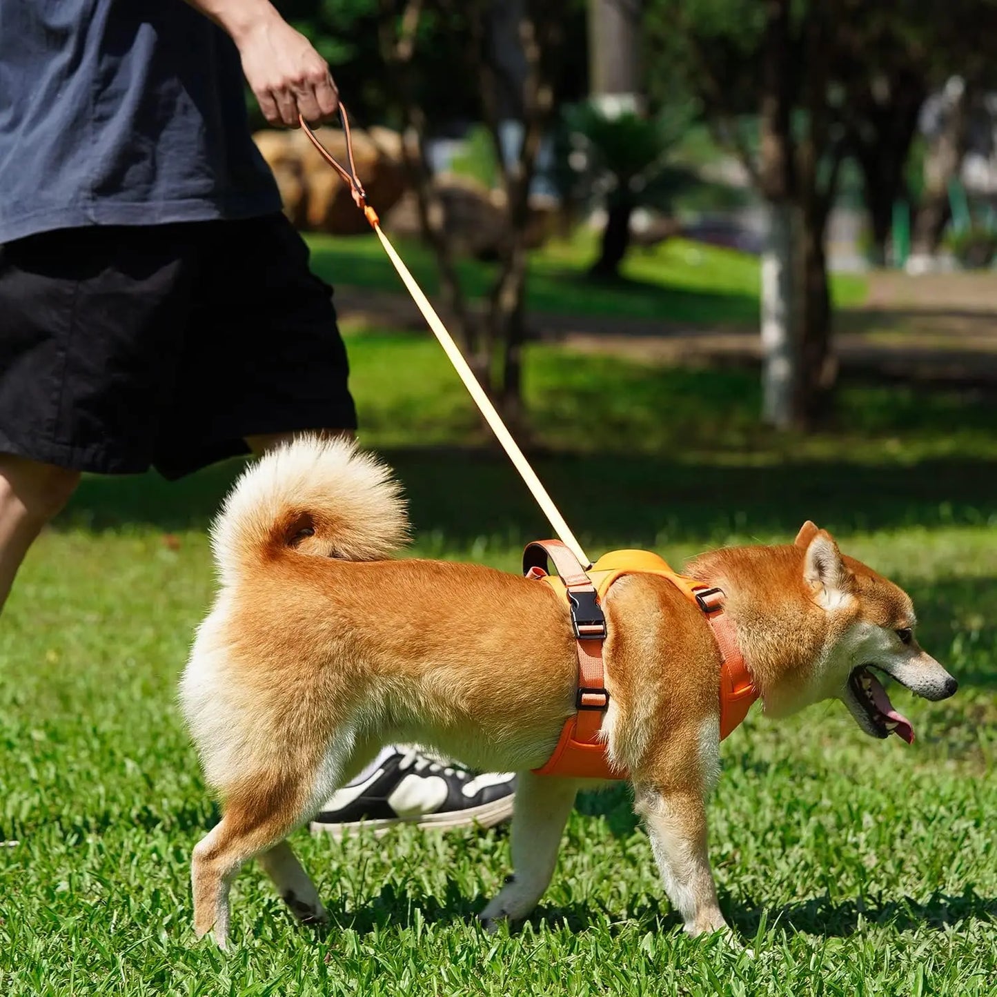 Harnais pour chien