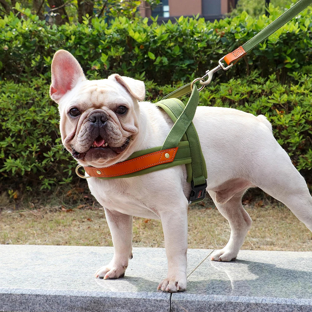 Harnais pour chien sans traction