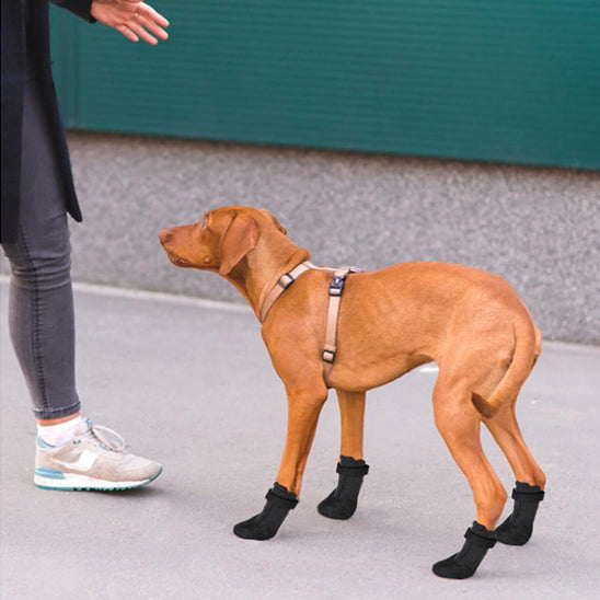 Chaussures pour Chien