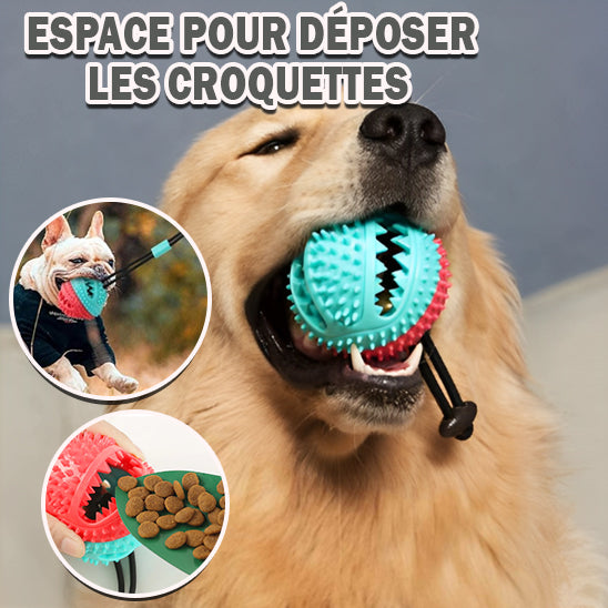 Jouets à billes pour chien