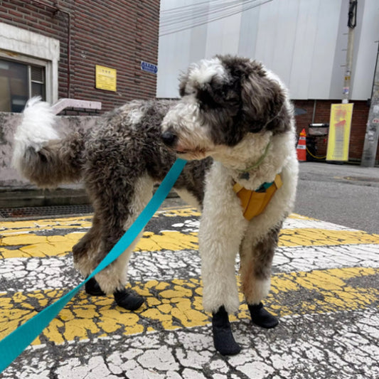 Chaussures pour Chien